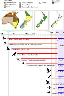 History Repeats: Large Scale Synchronous Biological Turnover in Avifauna From the Plio-Pleistocene and Late Holocene of New Zealand